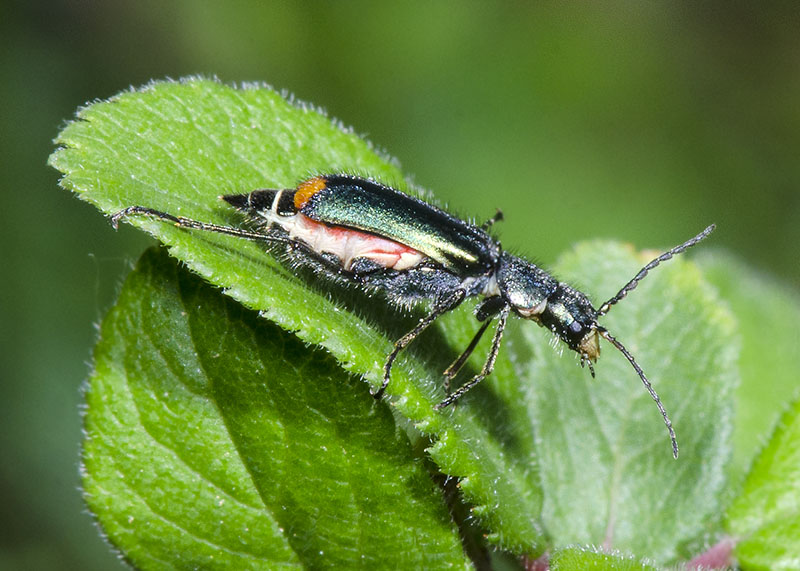 Malachiidae:  Malachius cfr. australis